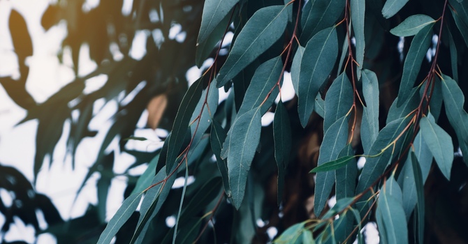 The Importance of Spinal Health for Overall Wellness image